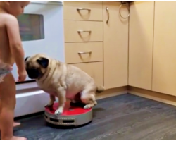 Pug Wants To Help Mom Clean The Floor- So Toddler Tells Pug What To Do