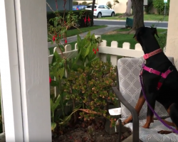 Recently adopted shelter dog patiently awaits owner to return home