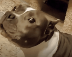 Pit Bull Rescued From Shelter Has Non-Stop Hilarious Conversations With Her New Mom