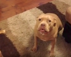 Dog Doesn’t Like Dad Coming Home Late, Makes Him Hear All About It