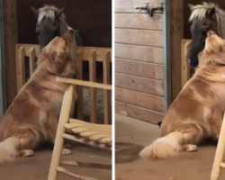 Dog Approaches Recently-Rescued, Sick Horse To Tell Him It’s Going To Be Okay