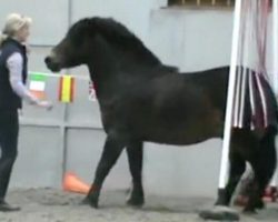 Horse Whisperer Saves A Nervous Pony Scheduled To Die And Trains Him To Become A World Champion