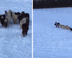 Boy Goes Sledding, And Mini Horses Don’t Want To Be Left Out