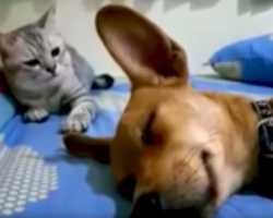 Sleeping Dog’s Fart Startles The Cat, So She Retaliates In Hilarious Fashion