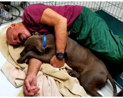 Humane Society Needs Dog-Snuggling Volunteers To Help Pups In Need