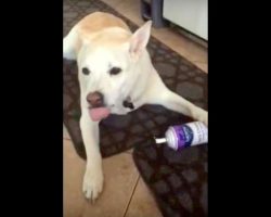 Mom Hears Whipped Cream Can Being Emptied, Enters To Catch The Culprit Red-Handed