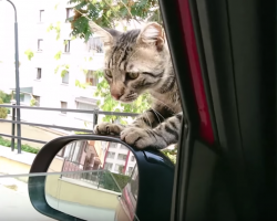 Stray Cat Decides He Wants A Forever Home, Climbs Into Car And Refuses To Leave