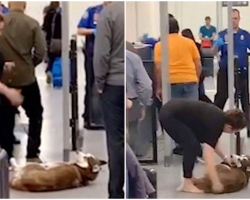 Stubborn Husky Refuses To Go Through Security, Holds Up Line At Airport