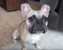 French Bulldog Pup Uses English To Express His Feelings For Mom