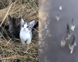 Ten Abandoned Kittens Start Chasing A Woman – A Mile Later, She Discovers Their Motive