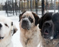 Inseparable Saint Bernard Trio Dumped At Shelter—Now, They’re Looking For Their Forever Home