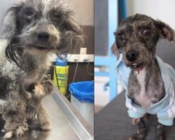 Tiny dog found living in chicken coop turns out to be funny, confident dog