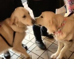 Dog sisters separated after adoption accidentally run into each other, have joyful reunion