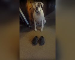 Dad Puts Shoes On The Floor In Front of His Dog. He Then Proceeds To Do a Hilarious Dance