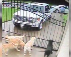 Camera records mailman approaching dogs at home – Footage shows his true colors