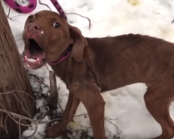 Abandoned Puppy Shivering In The Cold Cries Out In Fear As Rescuer Approaches