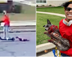 Woman Drags Dog Behind Her From Scooter Until His Paws Bleed, Laughs About It