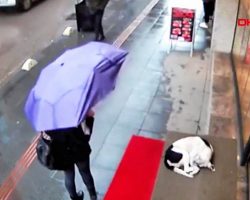 Security camera catches woman’s compassionate gesture toward a homeless dog