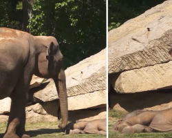 Worried mama elephant can’t wake her baby, so the human steps in to help