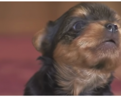Yorkie Puppy Wards Off An Intruder In The Most Adorable Way