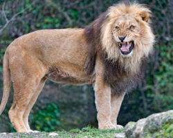Young Girl Was Beaten And Held Captive Until Three Lions Showed Up