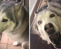 Mom Won’t Let Dog Bury His Bone Outside, Now Has To Hear All About It