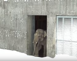 Zoo Closes After Blizzard But The Cameras Are Rolling When The Animals Come Out To Play