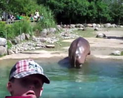 Zoo-Goers Are Checking Out A Hippo When It Rips The Biggest Fart