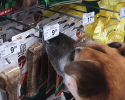 Man Takes Elderly Shelter Dog To Pet Shop, Then Buys Him Everything He Touches