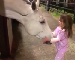Tiny girl wants to calm giant horse when horse’s response has mom running for the camera