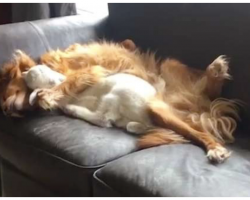 Baby Goat And Dog Break The Internet With Their Cuddle Puddle