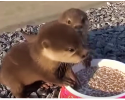 Hungry Baby Otters Rescued After Mom Dies Squeak With Delight For Food