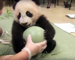 Baby Panda Gets Her First Ball, Has Cutest Hissy Fit When They Try To Take It Away