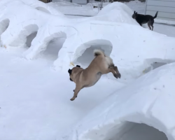 Man Creates Elaborate Backyard Snow Tunnels For His Three Dogs