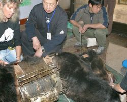 Bear freed after spending 9 years in ‘torture vest’ – Then he discovers water for the first time