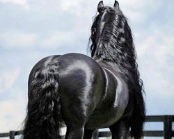 Frederik the Great looks like a normal horse from behind, but just wait until he turns around