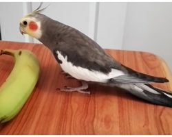 Talented Bird Sings Popular Song While Strumming A “Musical” Banana