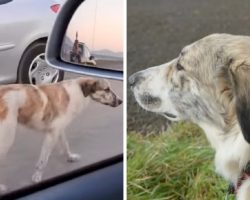 Abandoned Dog Searches For Human Love, Desperately Chases After People’s Cars