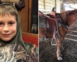 Rescue saves 30-year-old horse from slaughter after little boy is outbid at auction