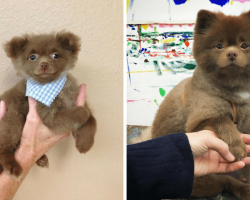 Breeder abandons baby Pomeranian who’s ‘Too Big To Sell’ only to realize his mistake now