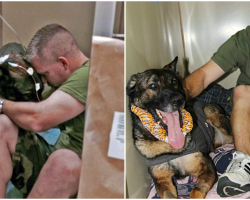 K-9 Takes A Bullet For His Handler, Elated To Reunite With Him While Recovering