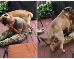 160 Pound Bullmastiff Love-Tackles Soldier In Homecoming Video