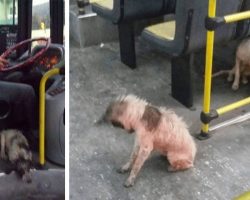 Bus Driver Breaks Rules — To Let Stray Dogs On His Bus During Thunderstorm