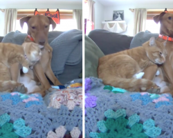 Cat Caught Comforting Dog With Anxiety When Left Home By Themselves