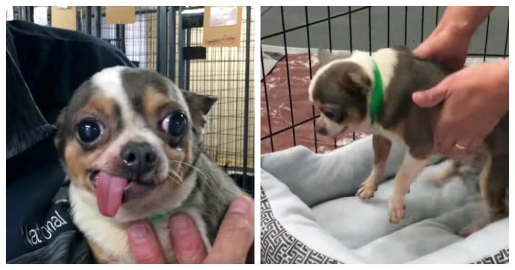 Chihuahua Spends 9 Years In Puppy Mill Responds to His Very Own Dog Bed