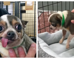 Chihuahua Spends 9 Years In Puppy Mill – Responds to His Very Own Dog Bed