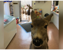 Deer Drops By Store and Surprises Owner When She Returns With Her Entire Family