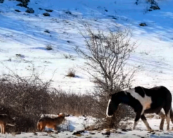 Horse Is Clueless He’s Surrounded By Wolves, Suddenly Pulls Move Making Onlookers Gasp