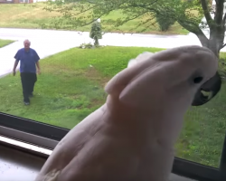 Cockatoo Sees Dad Coming Home From Work, And It’s The Best Part Of Their Day