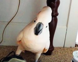 Human tells his parrot he has to go to the vet. The parrot proceeds to throw a hysterical tantrum.